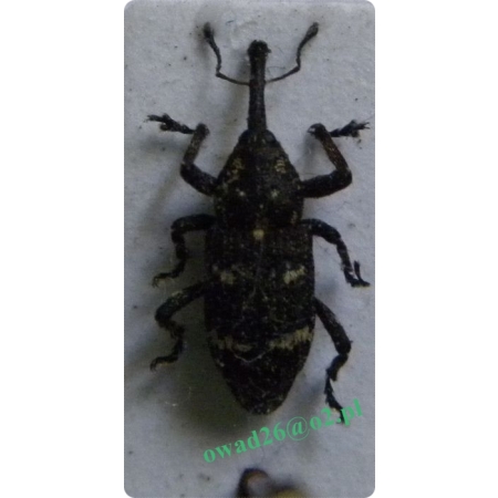Pissodes harcyniae (Herbst, 1795) Smolik hercyński